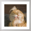 Suche nach maine coon poster Kitschig