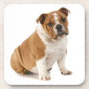 Suche nach englische bulldogge untersetzer Welpe