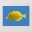 Suche nach tropische fische postkarten Riff