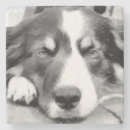 Suche nach collies untersetzer Jede person