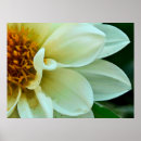 Suche nach blumenblätter poster Natur