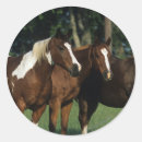 Suche nach paint horse aufkleber Stehend
