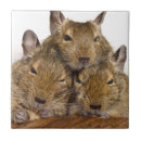 Suche nach schlaf fliesen Tiere