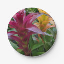 Suche nach bromeliad Pflanze