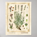 Suche nach vintage lavender poster Blume