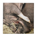 Suche nach haken fliesen Tiere