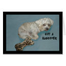 Suche nach lhasa apso postkarten Foto