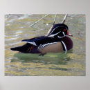 Suche nach männliche ente poster Wasser