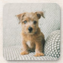 Suche nach niedliche welpen untersetzer Haustier