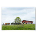 Suche nach rinder poster Texas