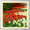Suche nach weiße tulpe poster Rot