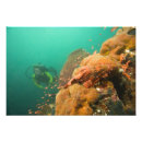 Suche nach diver poster Meer