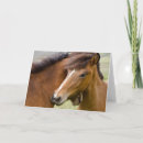 Suche nach colt karten Stute