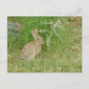 Suche nach klugheit postkarten Hase