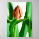 Suche nach tulip poster Grün