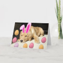 Suche nach rückzug karten Spaß