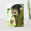 Suche nach primate karten Kleintiere