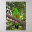 Suche nach grüner papagei poster Vogel