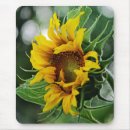 Suche nach sonnenblume mousepads Positiv