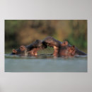 Suche nach flusspferd poster Tier