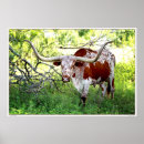 Suche nach ochse poster Texas