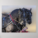 Suche nach percheron poster Pferde
