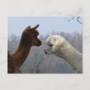 Suche nach des alpakas postkarten Tiere