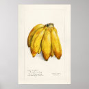 Suche nach banana poster Illustration
