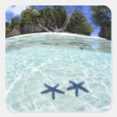 Suche nach palau aufkleber Tropisch