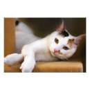Suche nach grüne augen katze poster Niedlich