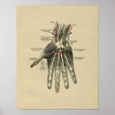 Suche nach menschliche hand poster Anatomie