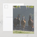 Suche nach drei pferde postkarten Stehend