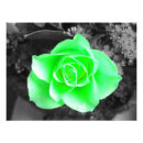 Suche nach rote und weiße rose poster Rosa