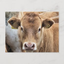 Suche nach niedliches kalb postkarten Nutztiere