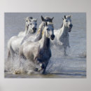 Suche nach pferdebilder poster Cowboy
