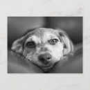 Suche nach süßes gesicht postkarten Tier