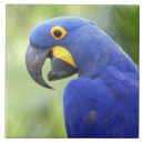 Suche nach brasilien fliesen Tropisch