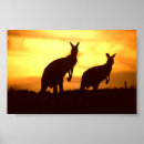 Suche nach kängurus poster Australien