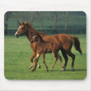 Suche nach stute und fohlen mousepads Thoroughbred