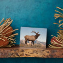 Suche nach geweih fotoplatten Wyoming