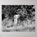 Suche nach baby deer poster Hirsche