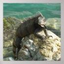 Suche nach leguane poster Jede person