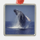 Suche nach buckelwal ornamente Meeresleben