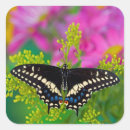 Suche nach papilio aufkleber Schwalbenschwanz