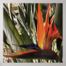 Suche nach bird of paradise poster Paradiesvogel