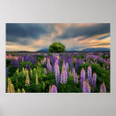 Suche nach lupinen poster Wiese