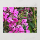 Suche nach bienenzucht postkarten Jede person