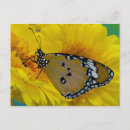Suche nach tropischer schmetterling postkarten Pflanze