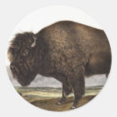 Suche nach amerikanischer bison aufkleber Säugetier
