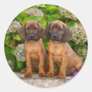 Suche nach bayerisch aufkleber Niedlich